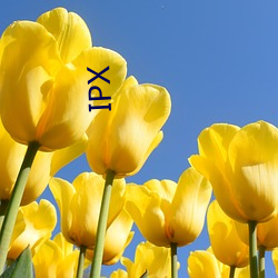 IPX