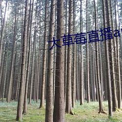 大草(cǎo)莓(méi)直播app