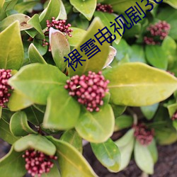 裸雪电(diàn)视(shì)剧36集免费观看(kàn)