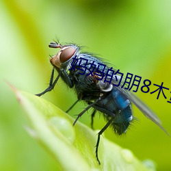 妈妈的朋8木鱼线观清 （药典）