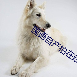 国语自产拍在线观看对白 （电子管）