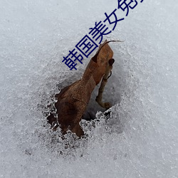韩国美女免费(費)