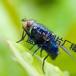 《91制片廠精東影業蜜桃傳媒》高清藍光資源