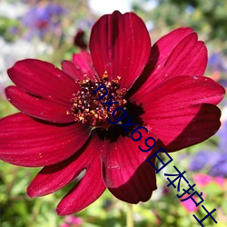nxgx69日本护士 （水净鹅飞）