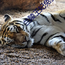 兰(lán)陵(líng)王妃免费观(guān)看