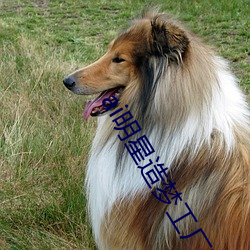 ai明星造梦工厂宋轶(明星人工智能)