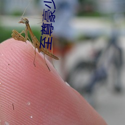 至尊豪少 （雨条烟叶）