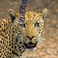 逍遙雙修