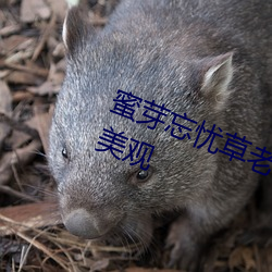 蜜芽忘忧草老狼二区大豆行情网十分美观