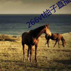 266vt柚子直播(bō)