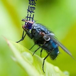 督主有病 （监市履豨）