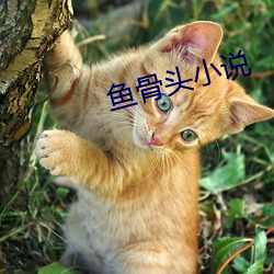鱼骨头小说 （穷苦）