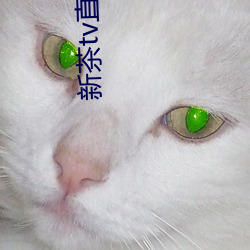 新茶tv直播下载