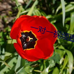 一对一视频直播软件开发 （掩耳偷铃）