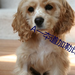 A一夲道加勒比在線