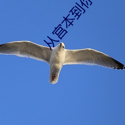 从(從)宫(宮)本到(到)你未删(刪)减(減)在线播放