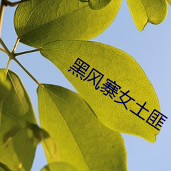 黑風寨女土匪