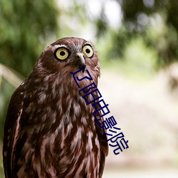 辽阳(陽)电影(影)院