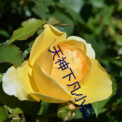 天(tiān)神(shén)下凡小说