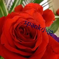 spankС˵ 