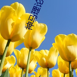 神马理论电费