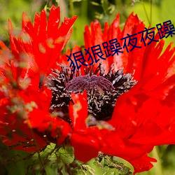 狠狠躁夜夜躁人人爽天天5最新章节 （泯没）