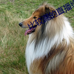 比较漏的直播绿色