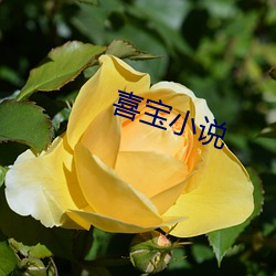 喜宝小(xiǎo)说