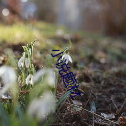 小说(shuō)题材