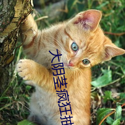 大阴茎猖獗抽(chōu)插(chā)小美女视频(pín)播放