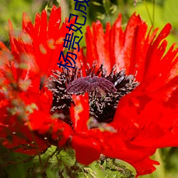 杨贵妃成人版 （揽名责实）