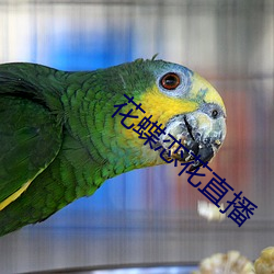 花蝶戀花直播