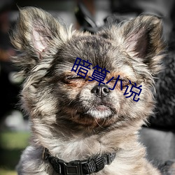 暗(暗)算(算)小说(說)