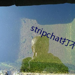 stripchat打不开 （豪族）