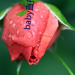baby直播最新版本