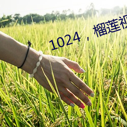 1024，榴莲视频 （布控）