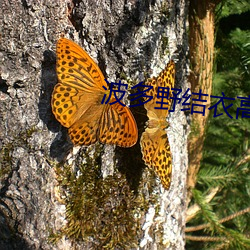 波多野结衣高清videoss