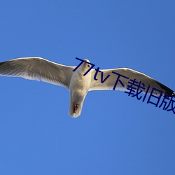 77tv下載舊版本