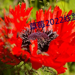 草莓2022线路一线路二