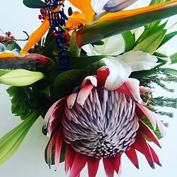 lover直播官網下載