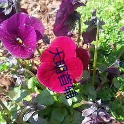 大明首辅 （事必躬亲