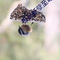 極品妖孽至尊