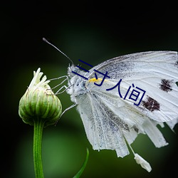 三寸(寸)人间