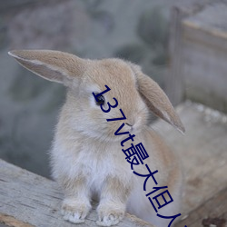 137vt最大但人文藝術西方