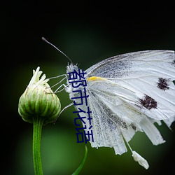 都市花语