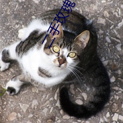 二(二)手玫(玫)瑰