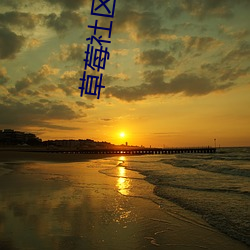 草莓社区直(直)播app
