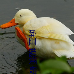 麻豆 视频 破解 （败井颓垣）