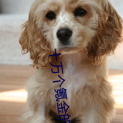 十萬個氪金的理由