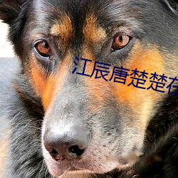 江辰唐楚楚在线阅读免费